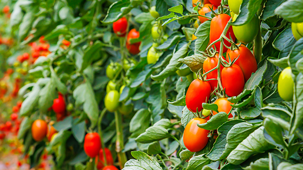 PRO-MIX When to plant cherry tomatoes