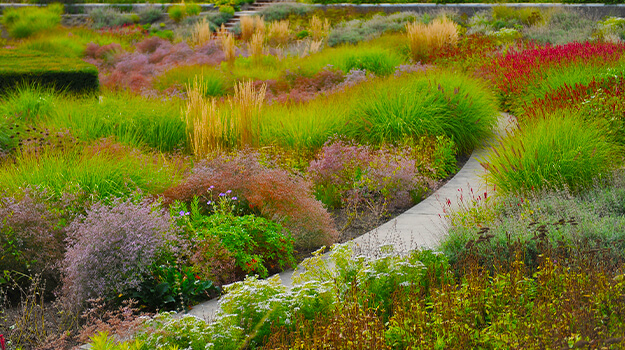 What is the most beautiful ornamental grass?