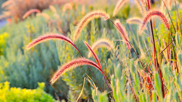 How to grow ornamental fescue.