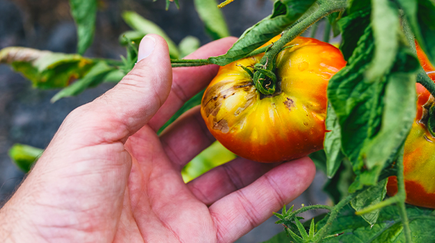PRO-MIX maladie des tomates