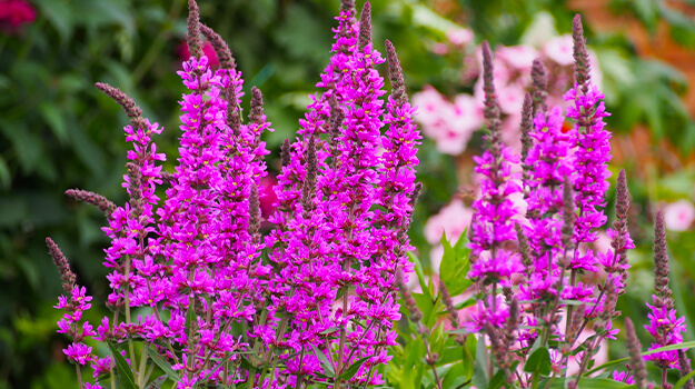 promix-what-is-an-invasive-plant-01