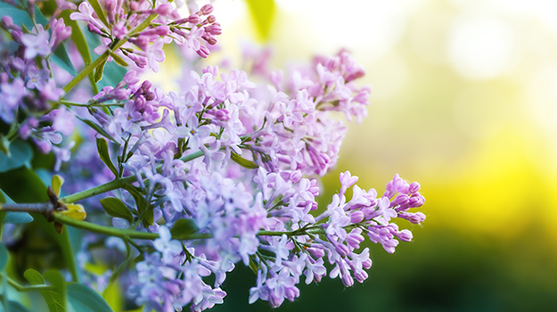 plantes qui ne demandent pas beaucoup d'eau