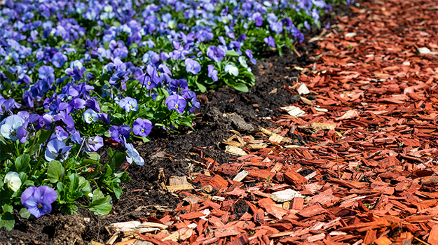 Paillis dans le jardin