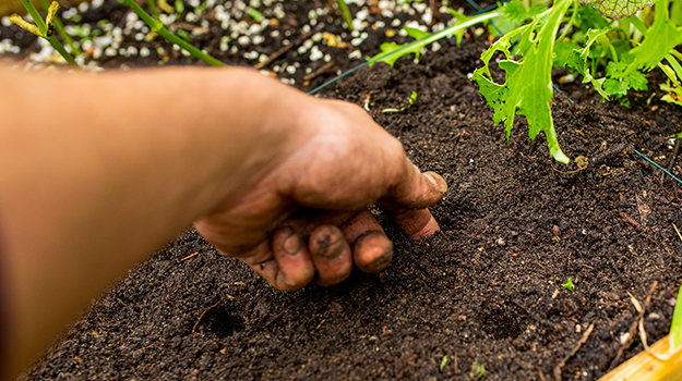 Check soil moisture