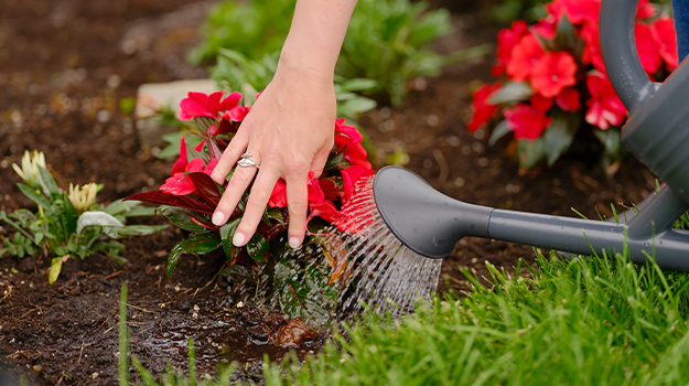 Arroser la base des plantes