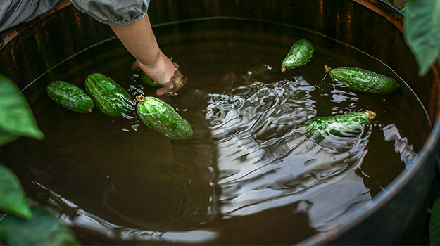 wash vegetables