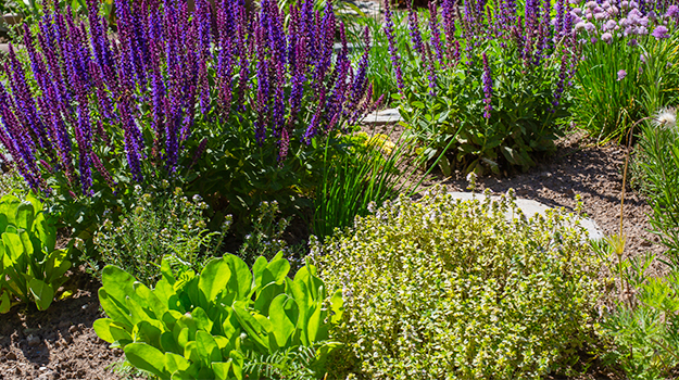 How to create an edible landscape