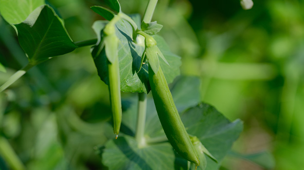 Grow edible plants