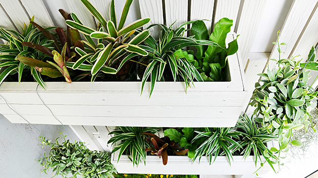 Grow a vertical garden