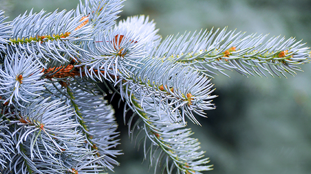 Colorado Blue Spruce