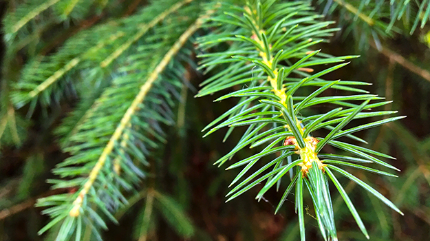 Noble Fir