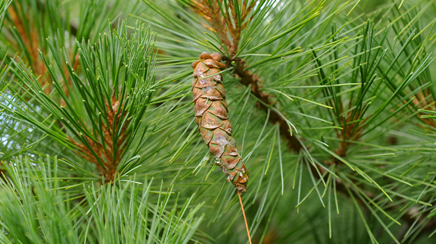 White Pine