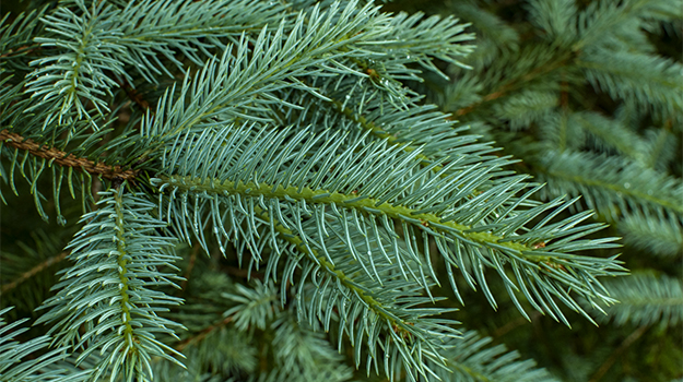 White Spruce