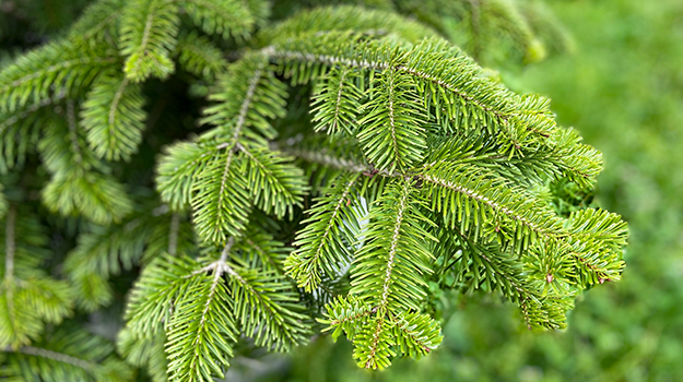 Balsam Fir