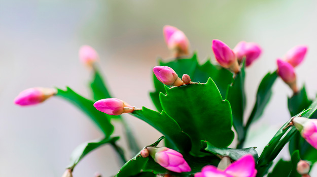 Propagate a plant such as a Christmas cactus by taking cuttings, and share it with those you love!
