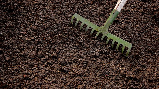 Starting a Lawn from seed