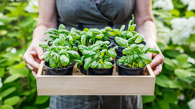 Astuces pour faire pousser vos fines herbes à la maison - Du