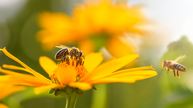 Coreopsis