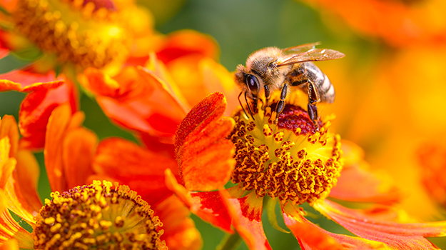 20 plants attracting pollinators