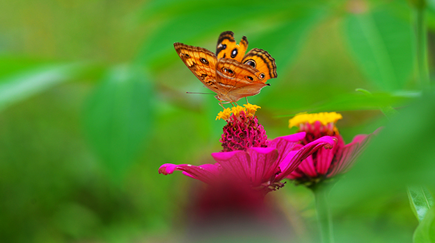 What flowers attract pollinators