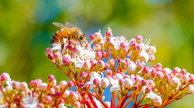 Tips to choose which plants to use to attract pollinators