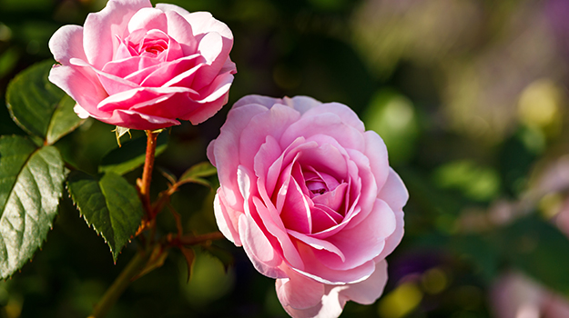8 steps to plant roses