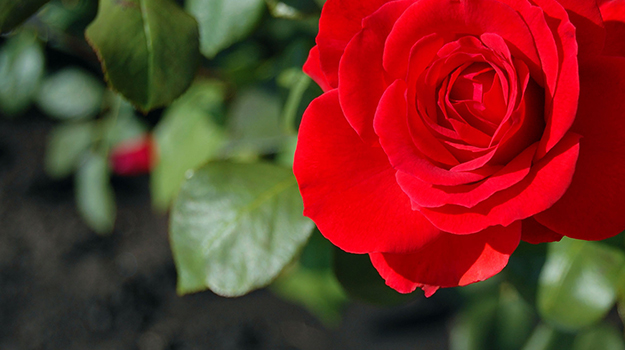 How to plant roses