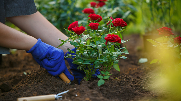 How to determine where to plant roses