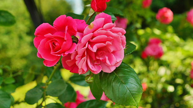 The ideal soil for roses