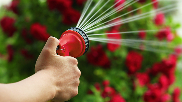 How to water roses