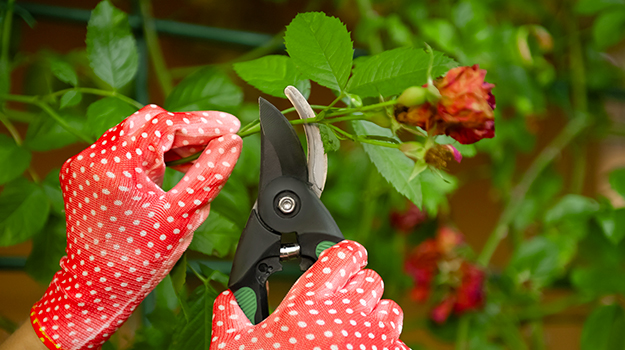 Pruning roses in summer