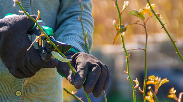 When to prune roses in the fall