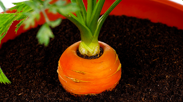 Cultiver un potager en pots