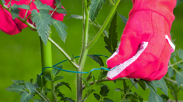 Cultiver un potager en pots