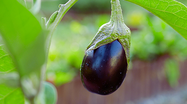 Cultiver un potager en pots