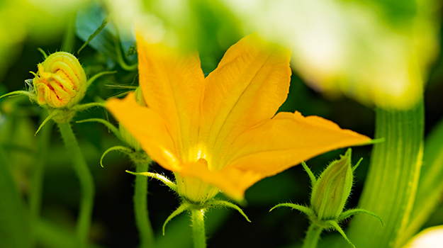 Cultiver un potager en pots