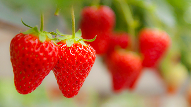 Cultiver un potager en pots