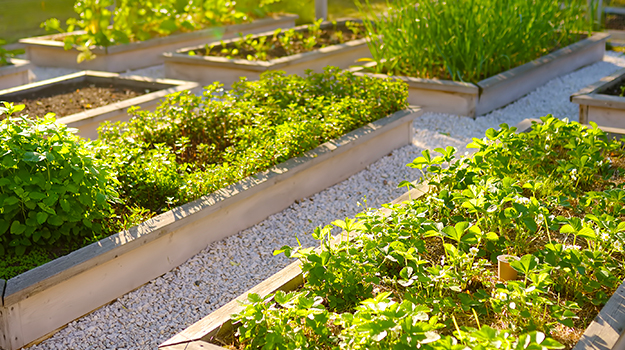 Cultiver un potager en pots