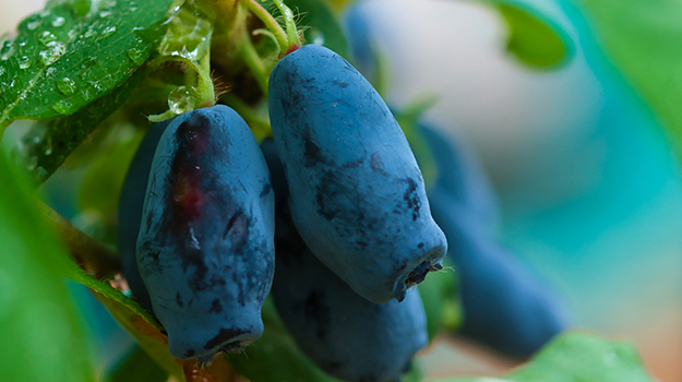 Cultiver un potager en pots