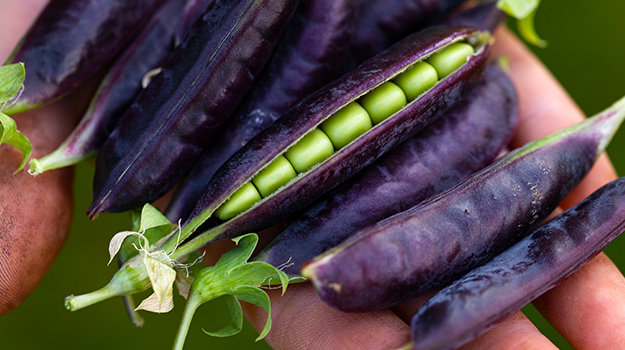 Cultiver un potager en pots