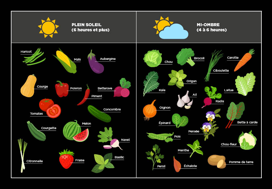 Cultiver un potager en pots