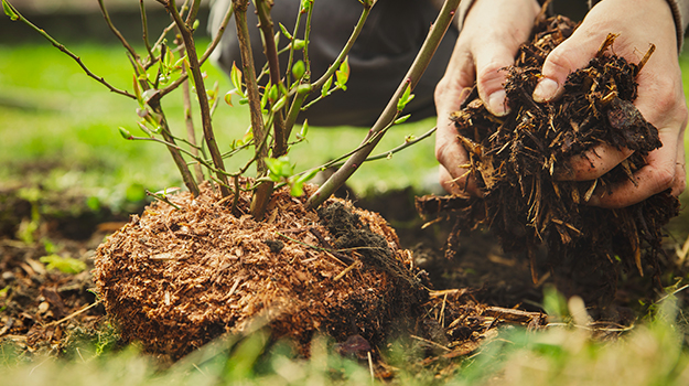 Quels arbres et arbustes planter?