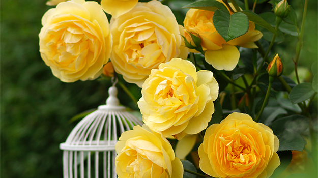 Des rosiers grimpants en cage - Jardinier paresseux