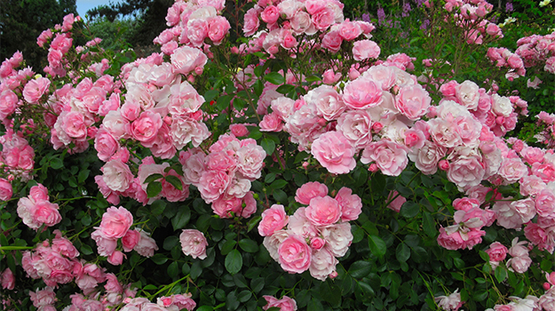 Caractéristiques des rosiers rustiques