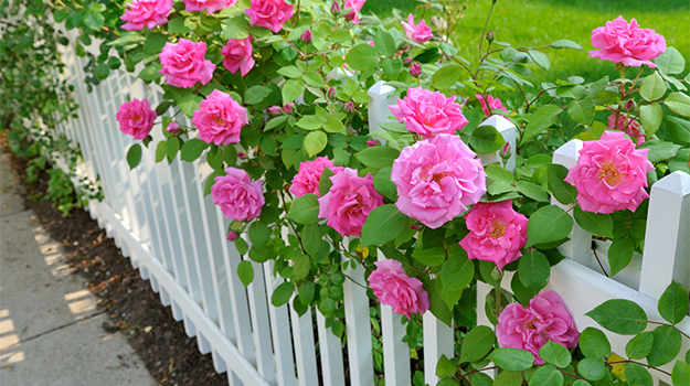 Rosiers de la série explorateur