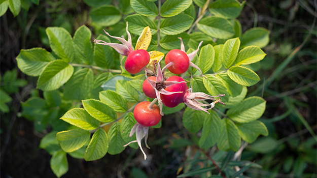 Les rosiers Rugosa