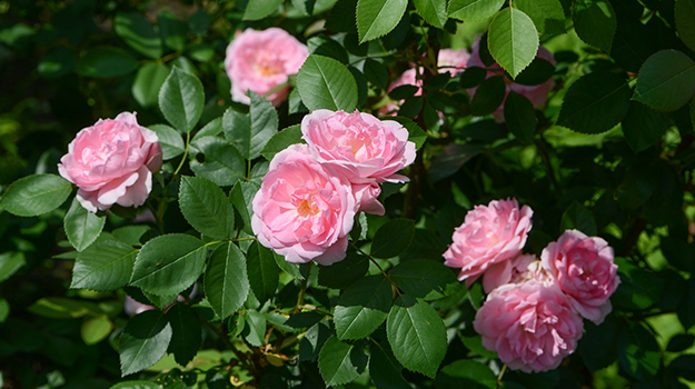 Rosier Prairie Joy