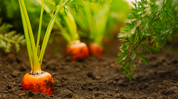 Cultiver les carottes
