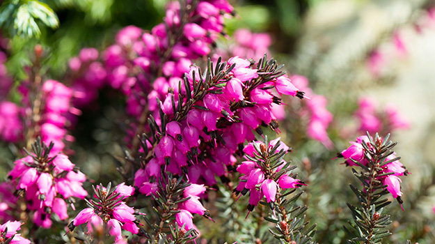 Jardin en pots!