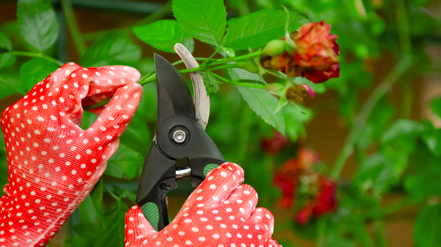 Quoi faire au jardin en juin